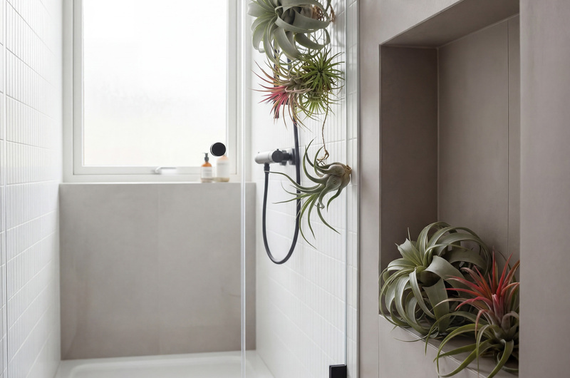 Tillandsien im Badezimmer